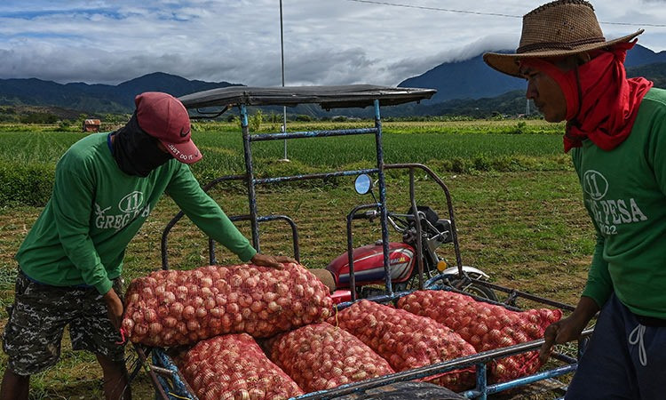 Nông dân tại Philippines thu hoạch hành củ sớm hơn thường lệ để kiểm lợi nhuận cao. Ảnh: AFP