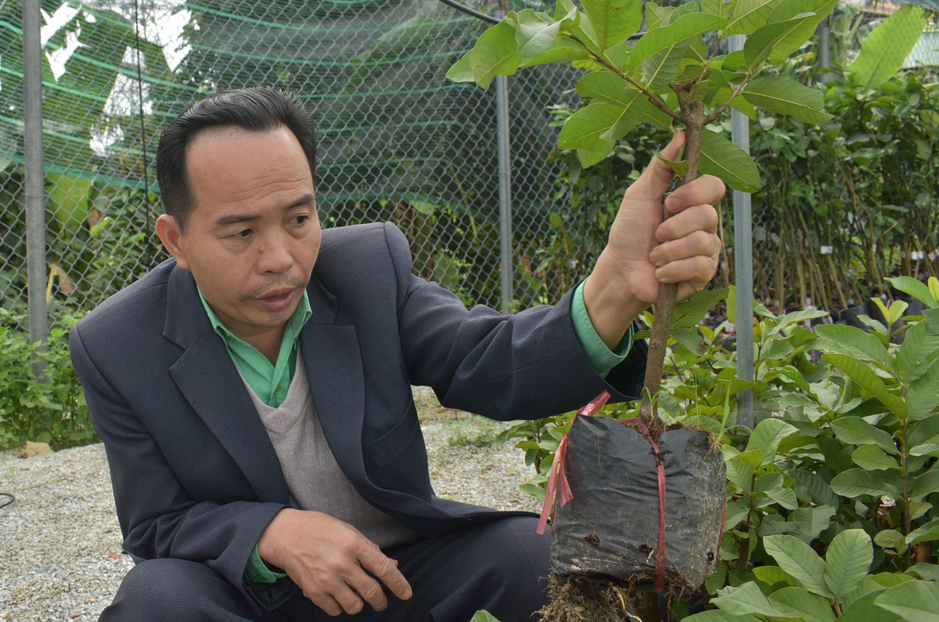 Đây là giống cây ăn quả mà ông Nguyễn Quang Bình nhập từ phía Nam để cung cấp cho thị trường toàn tỉnh và huyện Sơn Hà (Quảng Ngãi).