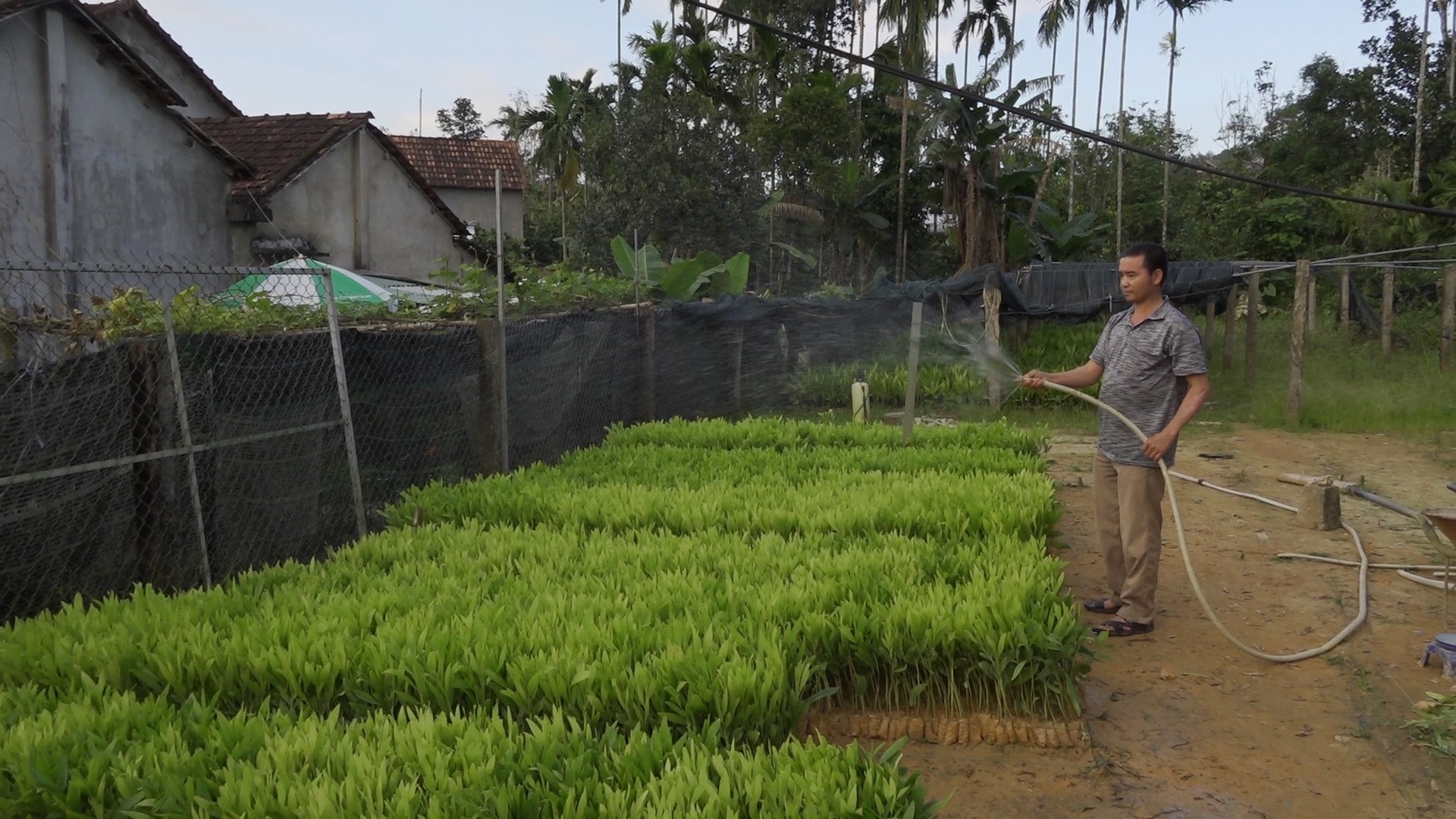 Vườn ươm cây giống của ông Nguyễn Quang Bình (thị trấn Tiên Kỳ, Tiên Phước). Ảnh: Q.H