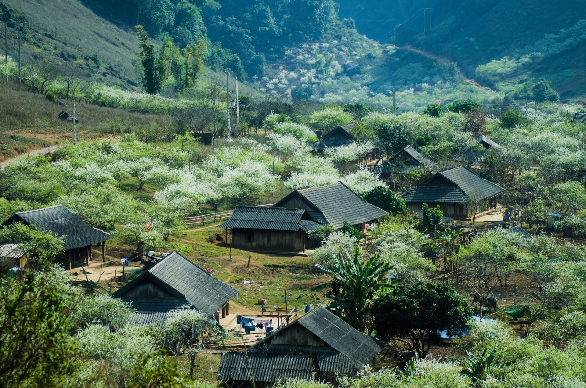 Từng mái nhà thấp thoáng dưới rừng hoa mận trắng, tạo nên vẻ đẹp Mộc Châu hoang sơ, kỳ vỹ. Ảnh: MINH PHƯƠNG