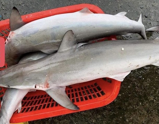 Cá mập đầu búa, cá nhám được rao bán trái phép trên mạng xã hội (Hình của Ban quản lý Khu bảo tồn biển Cù Lao Chàm Hội An)