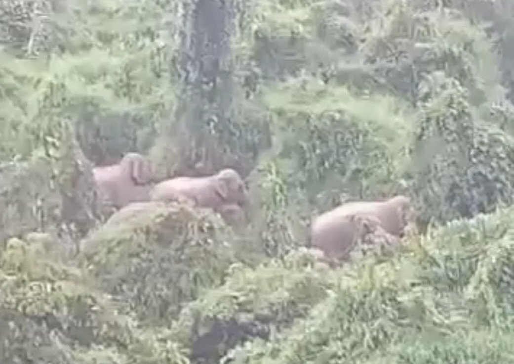 Ảnh voi rừng ở Nông Sơn. Ảnh: CTV