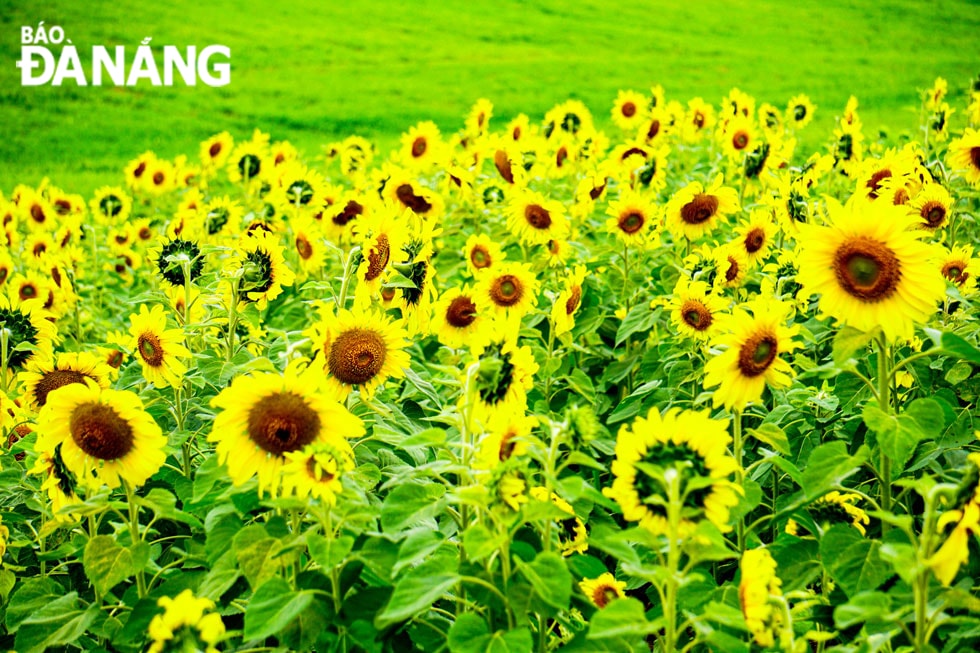 Hàng triệu bông hoa hướng dương nở rộ, tạo nên một cảnh sắc vàng rực, trải dài giữa đồi núi xanh trùng điệp.