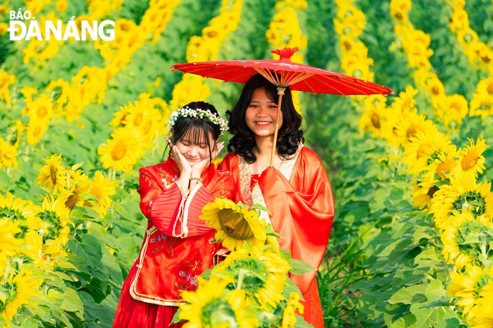 Vườn hoa hướng dương là địa điểm thú vị để