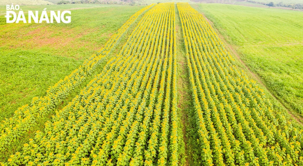 Những luống hoa thẳng tắp với chiều dài gần 2km, hút tầm mắt.