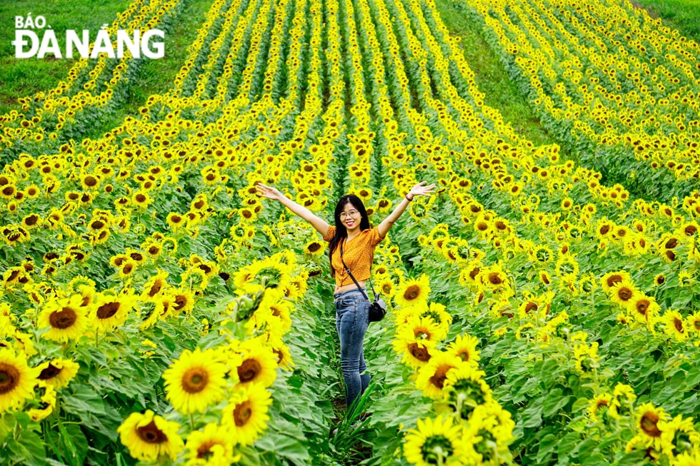 Cánh đồng hoa thu hút hàng nghìn người tới check-in mỗi ngày.