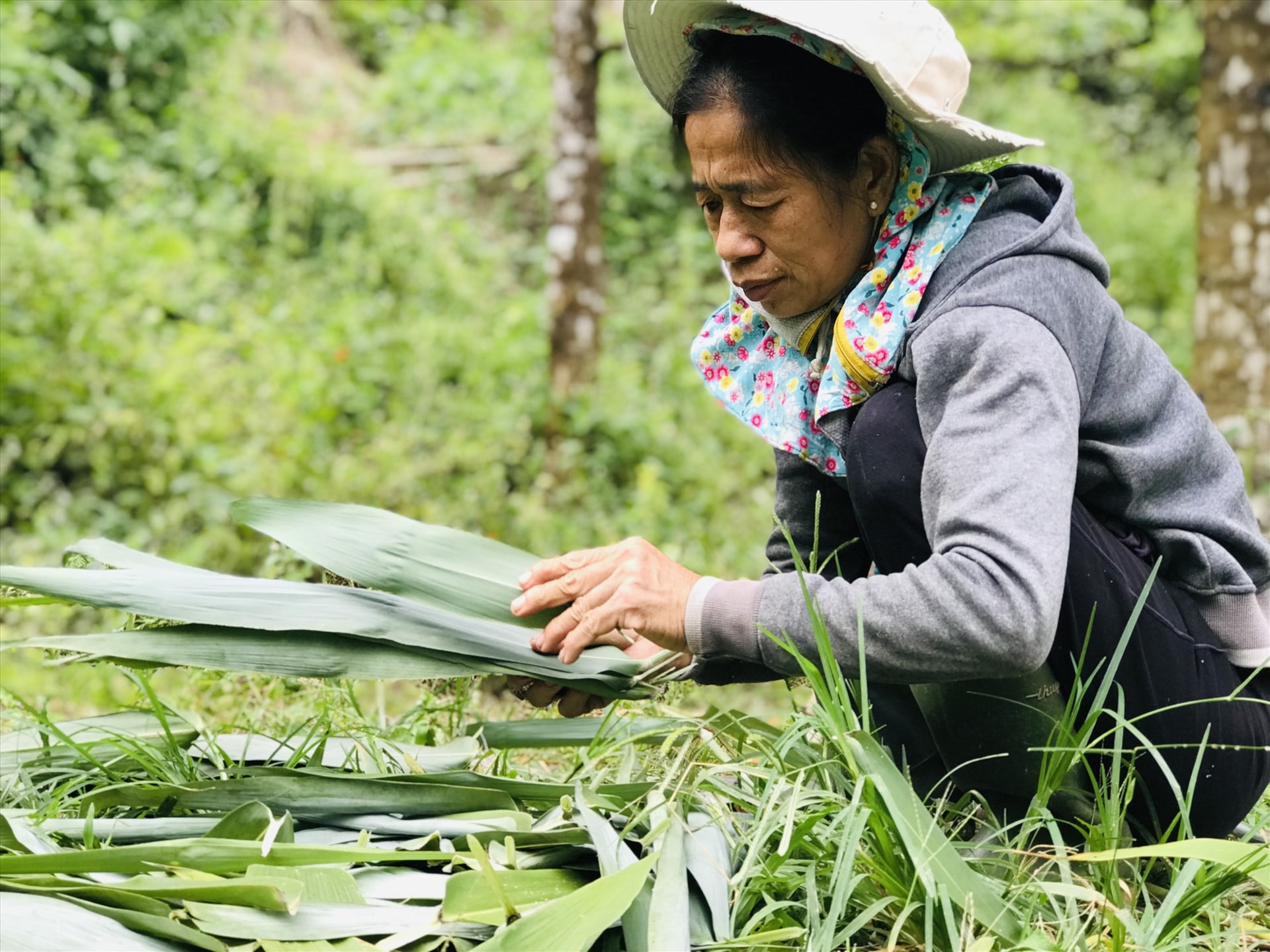 Ở Tây Nguyên, nhiều người gói bánh tét, bánh ú bằng lá chít.