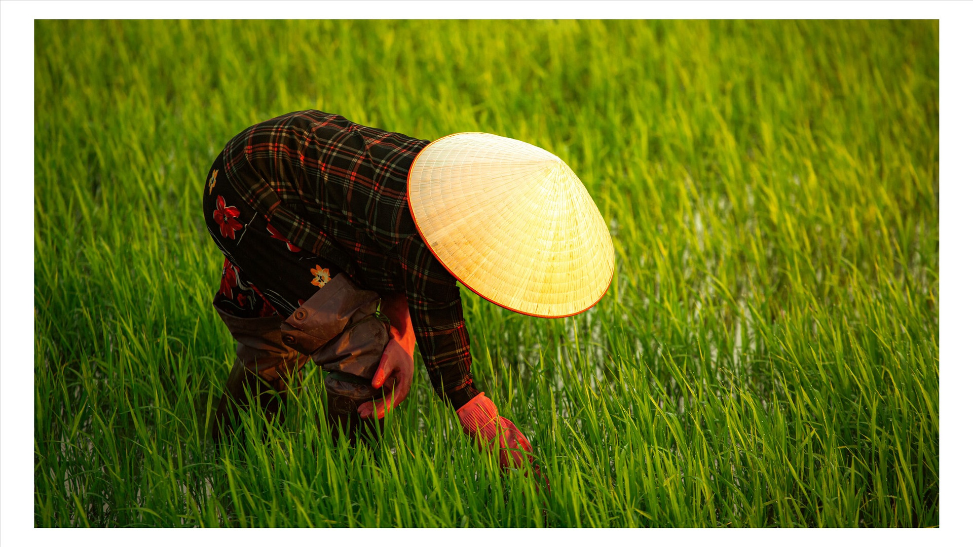 Thời điểm này, công việc tỉa dặm mạ của nhiều nông dân trên địa bàn tỉnh cơ bản đã xong. Ảnh: TRIẾT NHIÊM