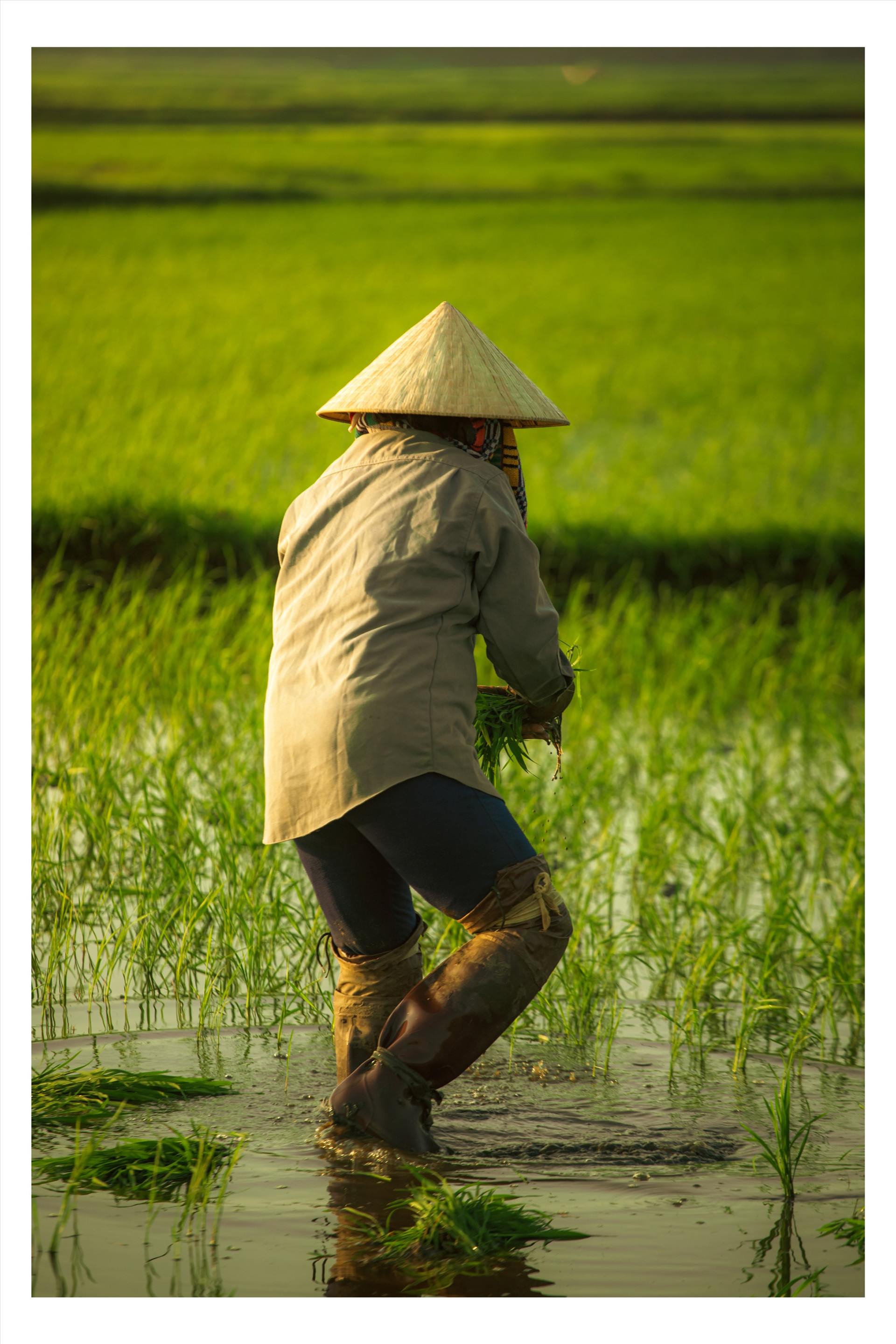 Đây là công việc nhỏ lúa non từ chỗ dày để trồng vào chỗ thưa mùa này. Ảnh: TRIẾT NHIÊM