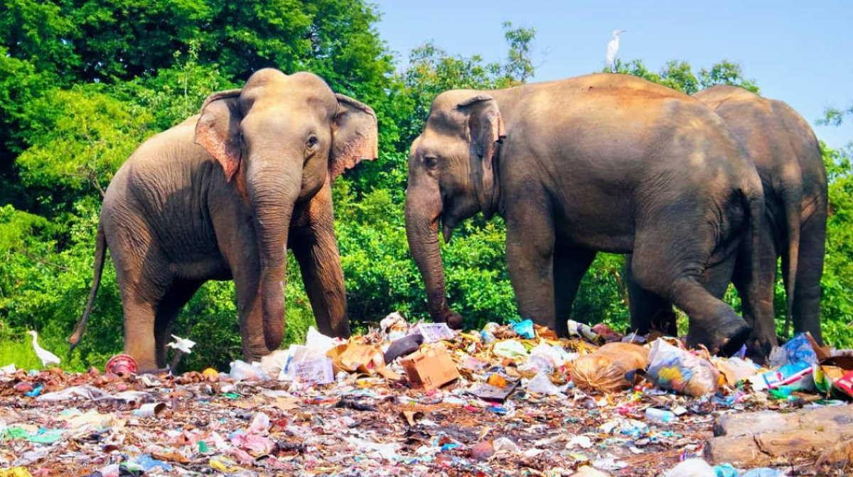 Nhiều con voi và hươu hoang dã chết do ngộ độc nhựa tại Sri Lanka.