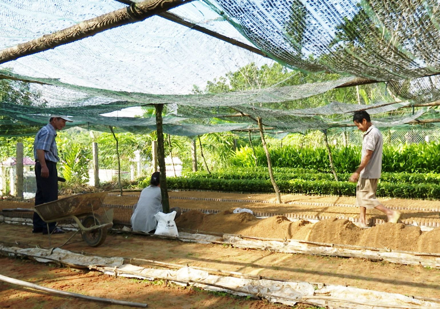 Vườn ươm cây giống của vợ chồng ông Phan Văn Thanh, thôn Tiên Phú Tây, xã Tiên Mỹ. Ảnh:N.HƯNG