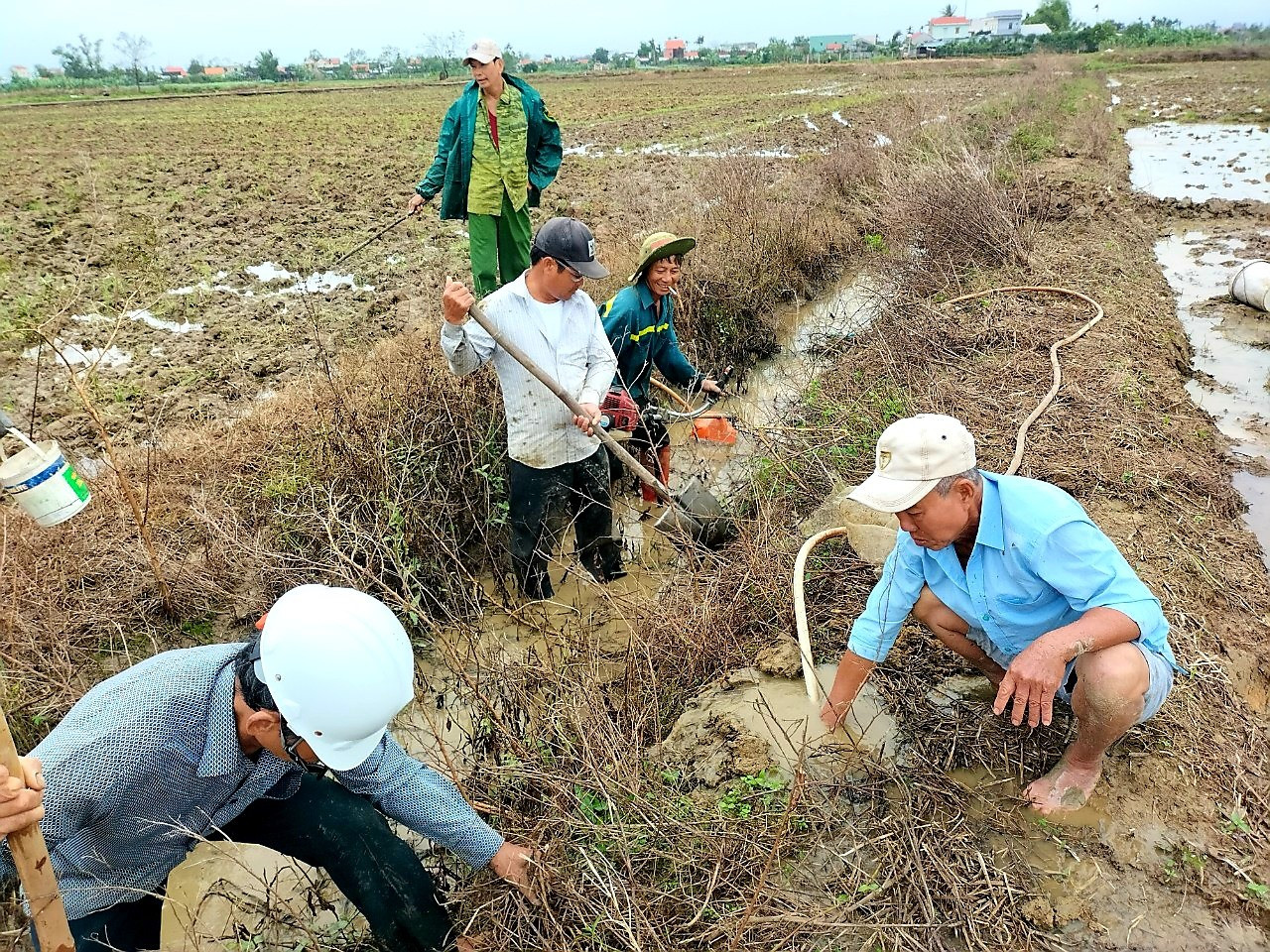 Những ngày qua, nông dân nhiều địa phương của thị xã Điện Bàn tập trung ra quân diệt chuột bảo vệ mùa màng. Ảnh: M.N