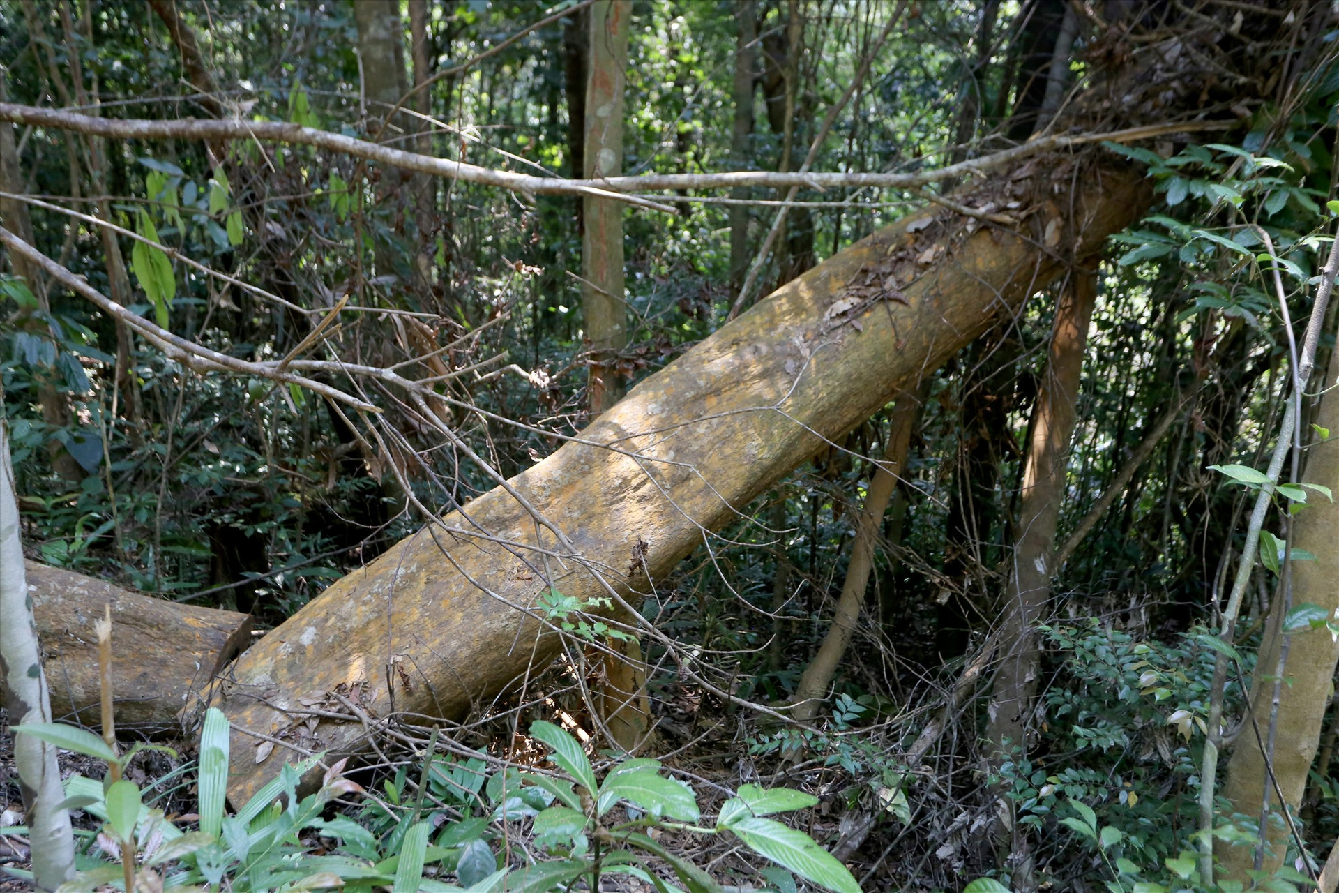 Theo người dân trong tiểu khu 65, lâm tặc thường chọn những cây gỗ thẳng, to để đốn hạ; sau khi cưa xẻ xong thì mở đường cho trâu kéo ra khỏi rừng.