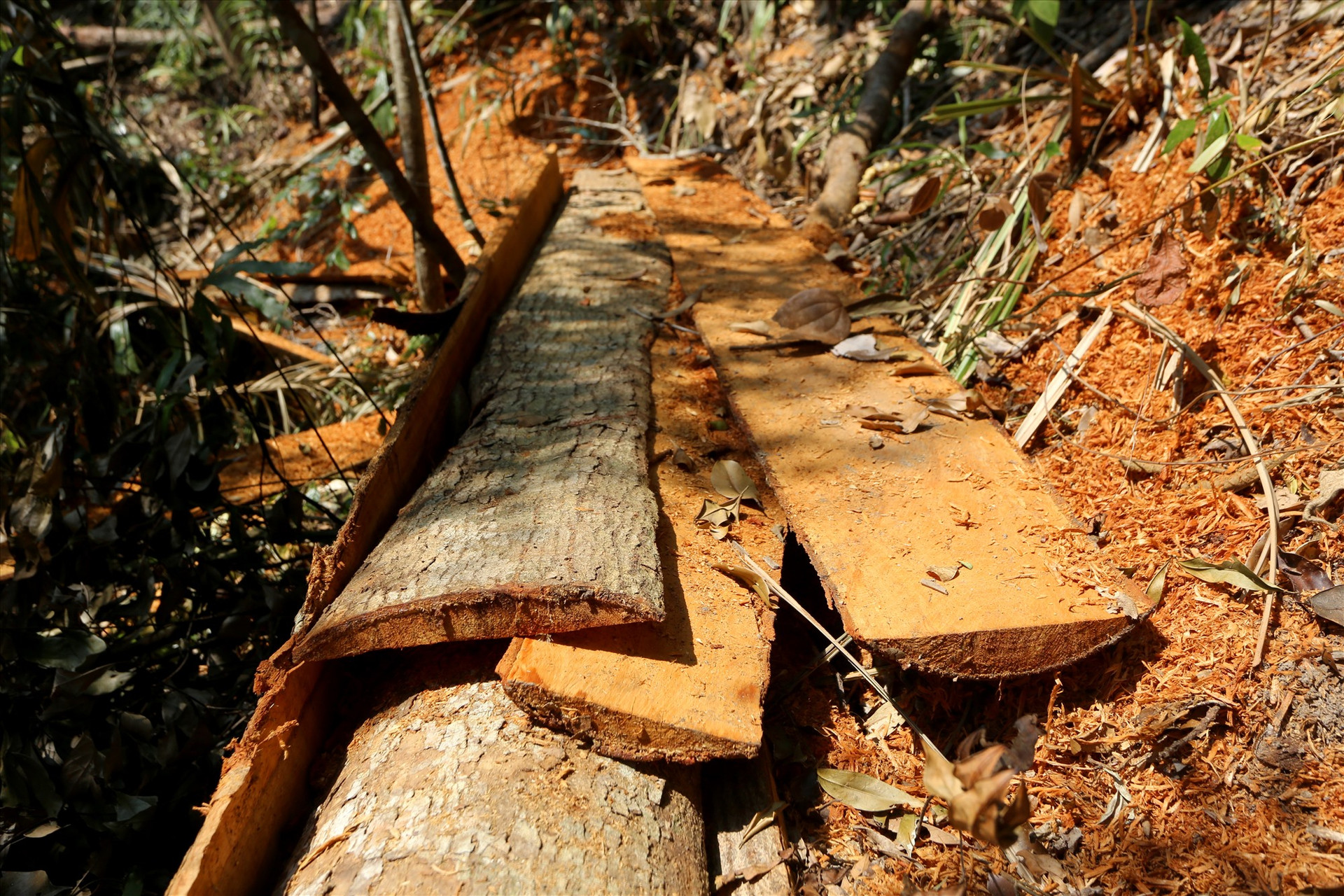 Một cây gỗ bị lâm tặc đốn hạ, cửa xẻ tách phần vỏ cây phía ngoài để lấy lõi bên trong rồi vận chuyển đi, để lại mùn và bìa thân gỗ chất đống