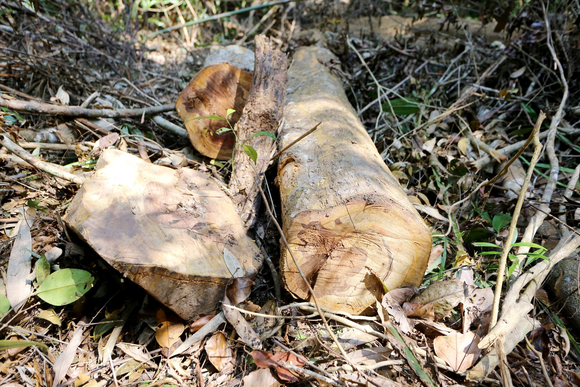 : Một khúc gỗ phân đoạn dài 3 m, bị đốn hạ chưa được cưa xẻ.