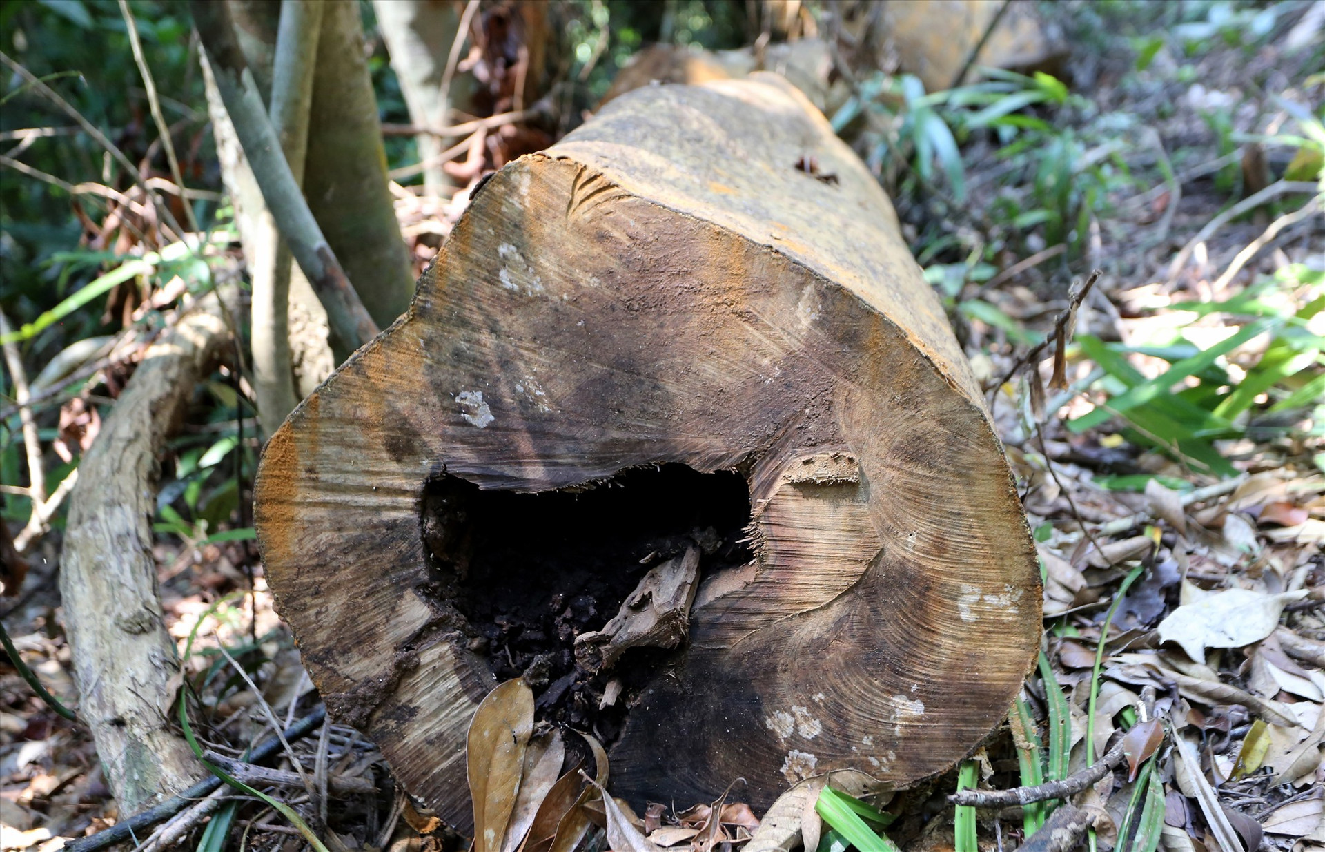 Cây gỗ được phân khúc nhưng rỗng ruột nên lâm tặc để lại.