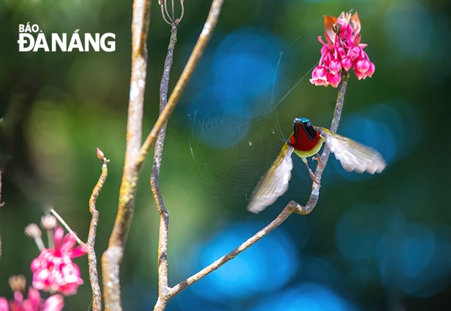 Hoa đào chuông nở thu hút các loài chim hút mật.