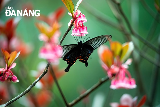 Thời tiết se lạnh, hoa nở đẹp hơn thu hút nhiều loại côn trùng hút mật.