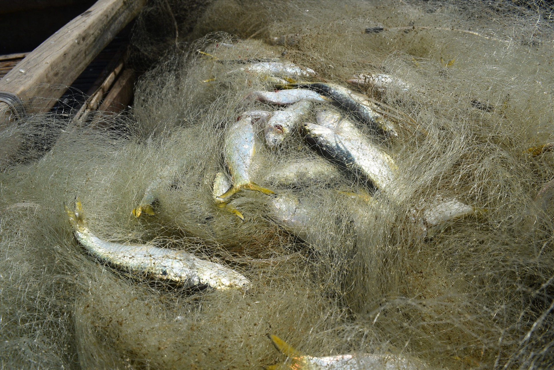 Nhiều loại cá mắc lưới của ngư dân. Ảnh: N.Q