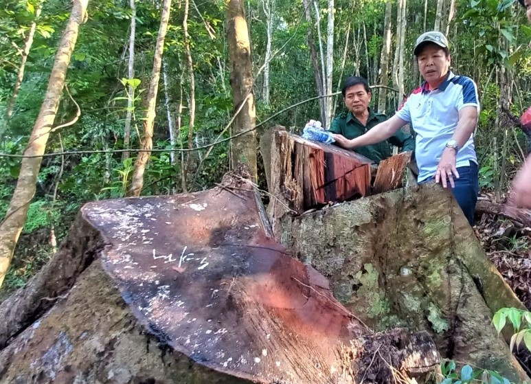 Chủ tịch UBND huyện Đông Giang - A Vô Tô Phương kiểm tra hiện trường vụ phá rừng. Ảnh: N.T