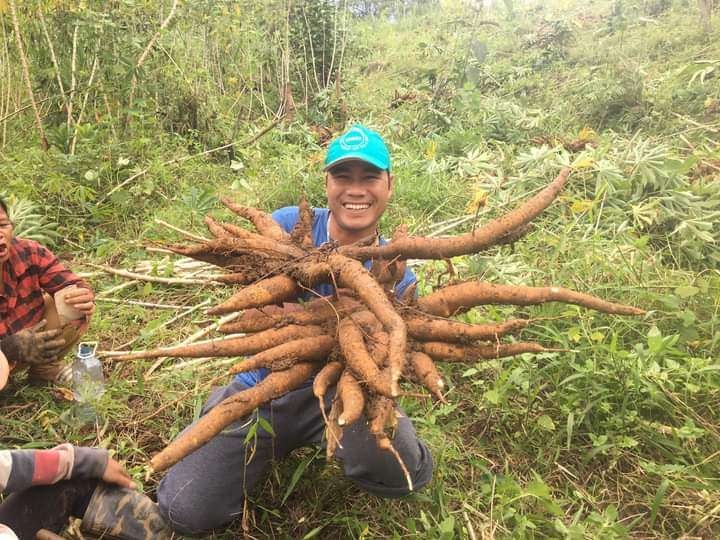 Mô hình trồng xen canh cây sắn với quế đã góp phần nâng cao thu nhập, giúp thoát nghèo bền vững cho người dân huyện Nam Trà My. Ảnh:N.P