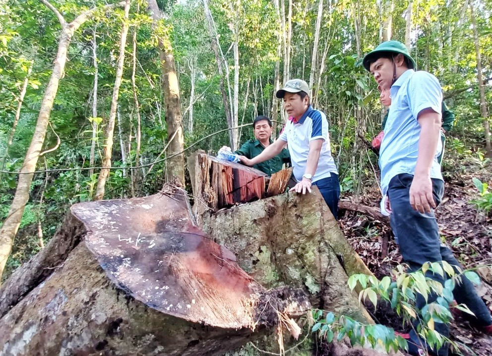 Lãnh đạo huyện Đông Giang kiểm tra hiện trường vụ xâm hại rừng tại xã Tư. Ảnh: Đ.N