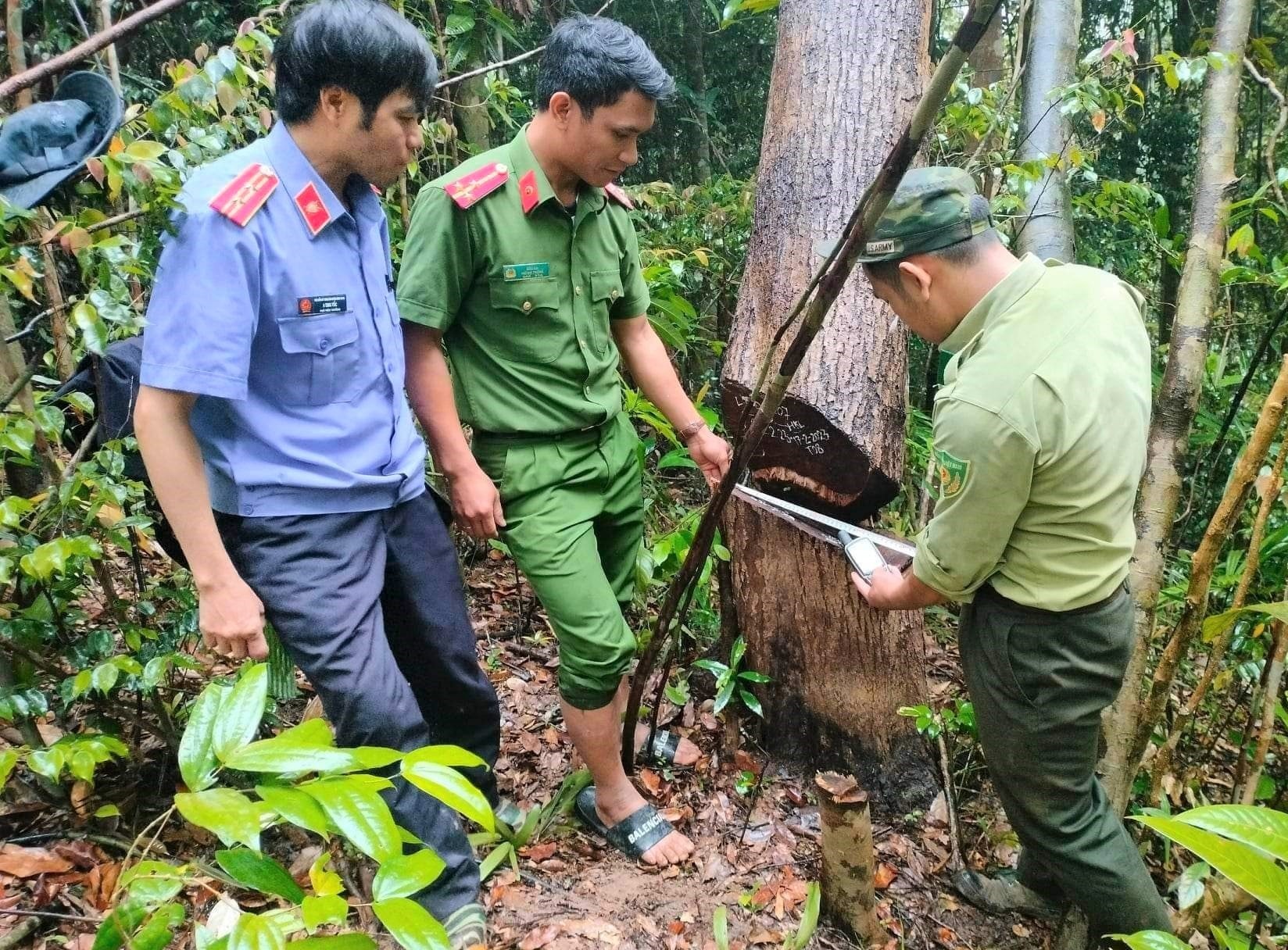 Lực lượng chức năng khám nghiệm hiện trường vụ phá rưngf. Ảnh: Đ.N