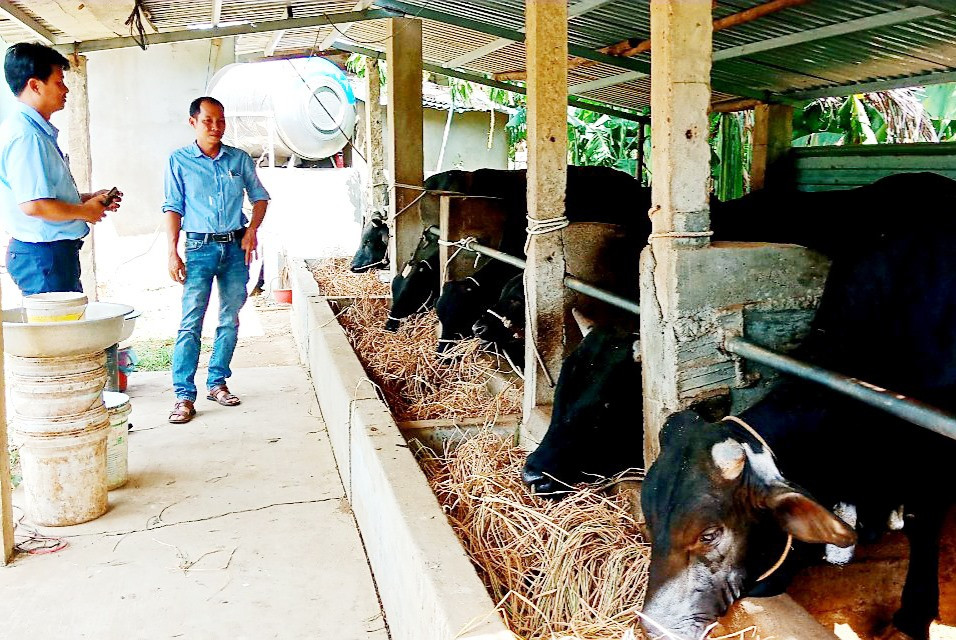 Những năm gần đây, người dân Nông Sơn đầu tư pháttriển mạnh mô hình nuôi bò lai thâm canh với quy mô vừa và lớn. Ảnh: M.N