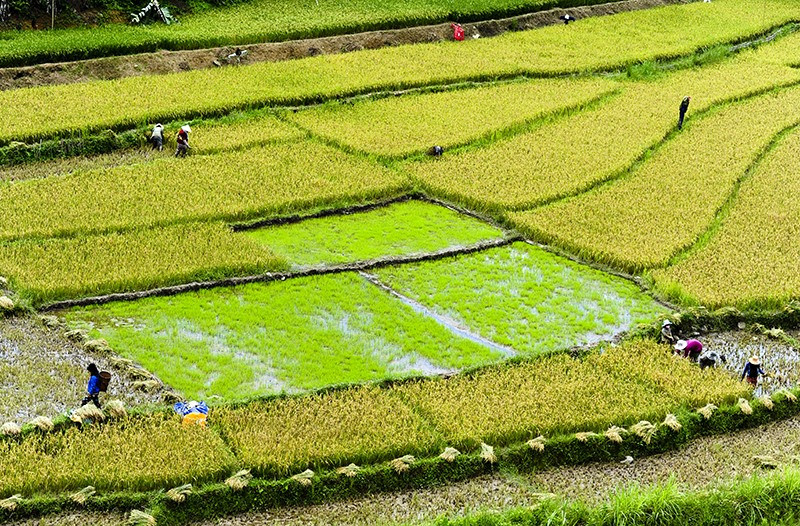 Ruộng lúa nước ở vùng cao Tây Giang