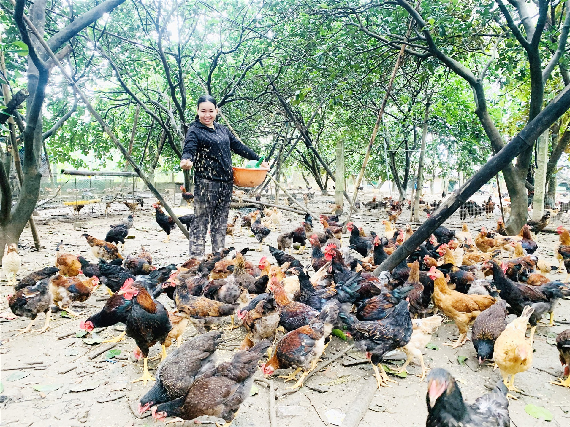 Người chăn nuôi trên địa bàn Quảng Nam cần chủ động triển khai các biện pháp phòng dịch nhằm ngăn chặn bệnh cúm gia cầm xâm nhiễm. Ảnh: PV