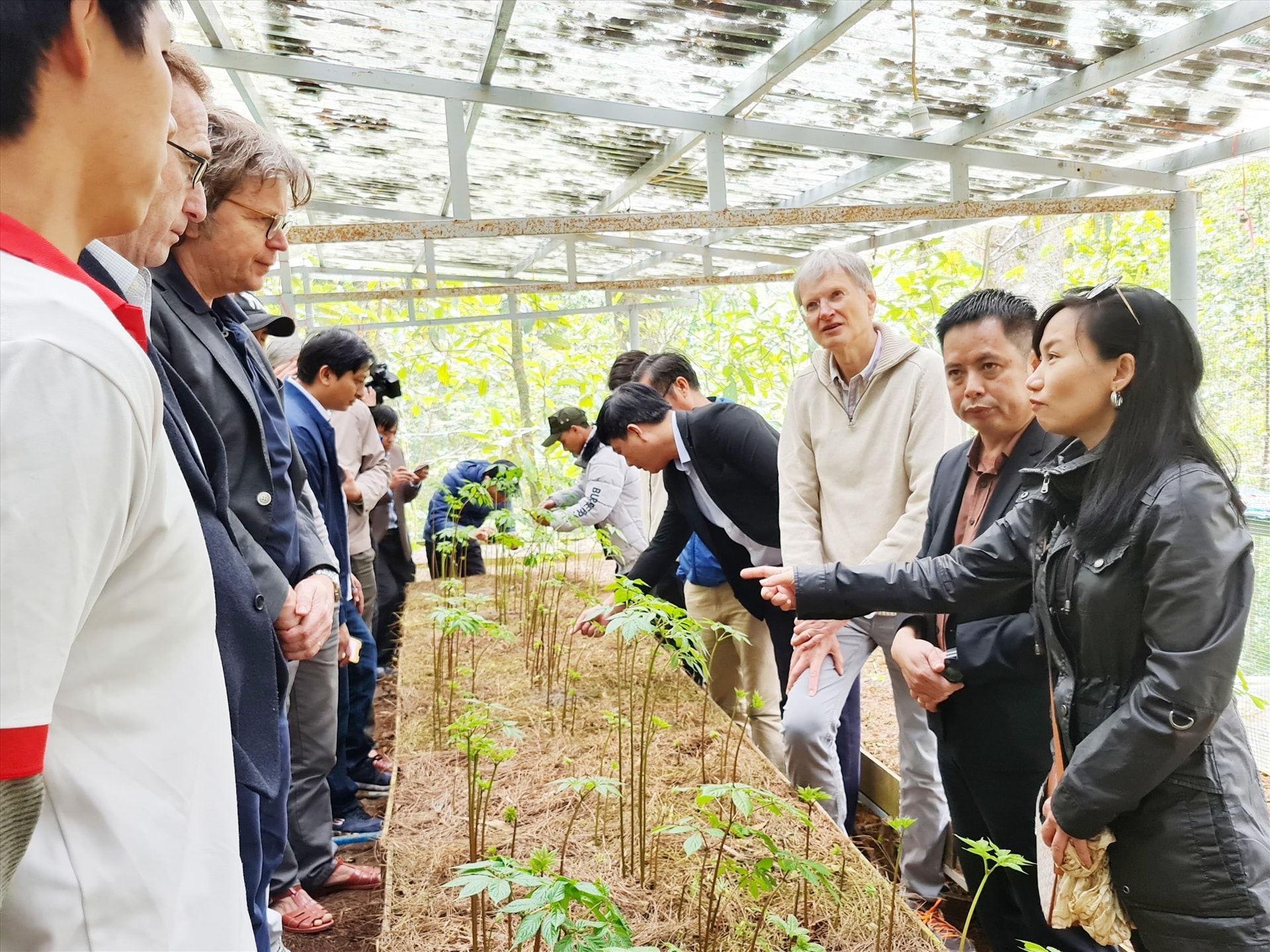 Experts from WWF and DFCD make a field trip to Ngoc Linh ginseng garden by Sam Sam Group.