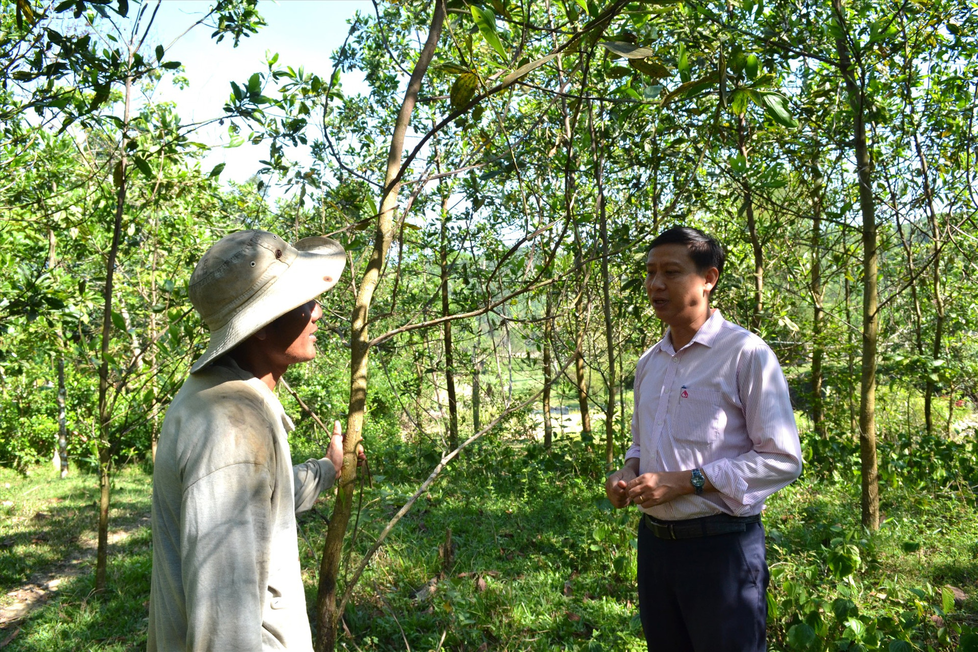 Tín dụng chính sách giúp người dân huyện Bắc rà My phát triển kinh tế rừng hiệu quả. Ảnh: Q.VIỆT