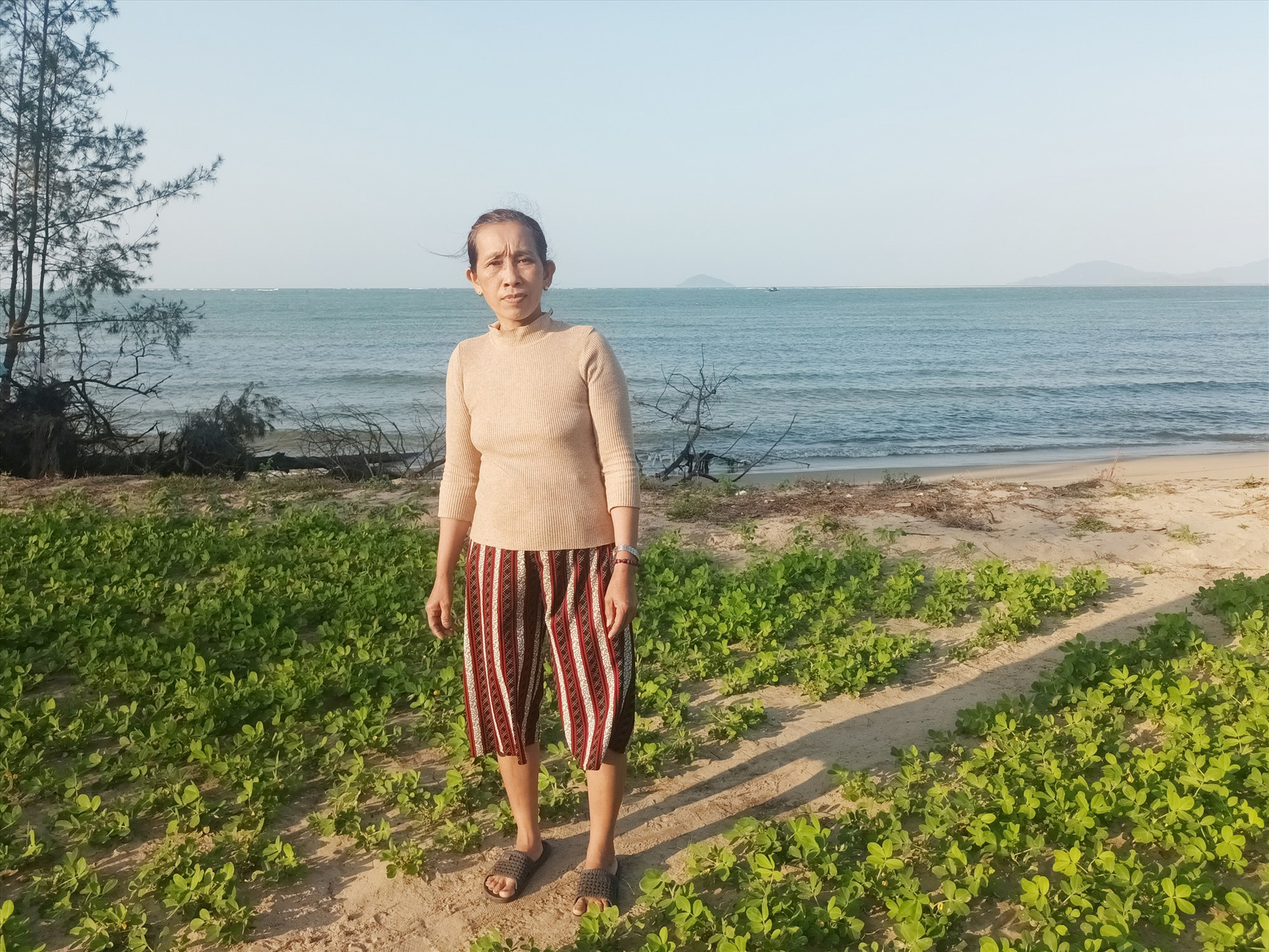 Bà Phùng Thị Minh trên vạt đất trồng đậu sau hè, biển đã ăn sát, lấy đi 500m2 đất. Ảnh: T.V