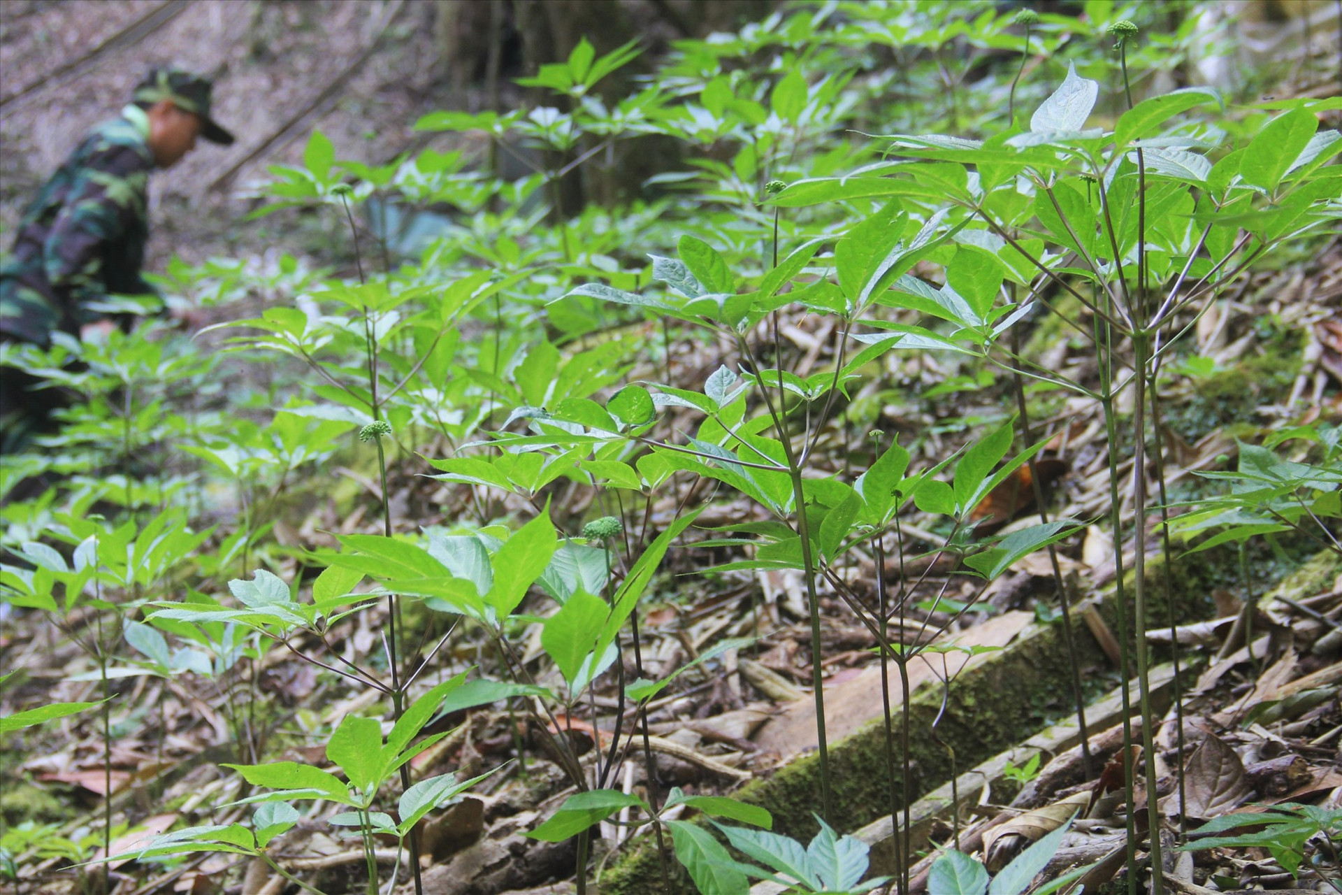 Thời gian qua, Quảng Nam chú trọng hỗ trợ người dân phát triển kinh tế rừng. Ảnh: ALĂNG NGƯỚC
