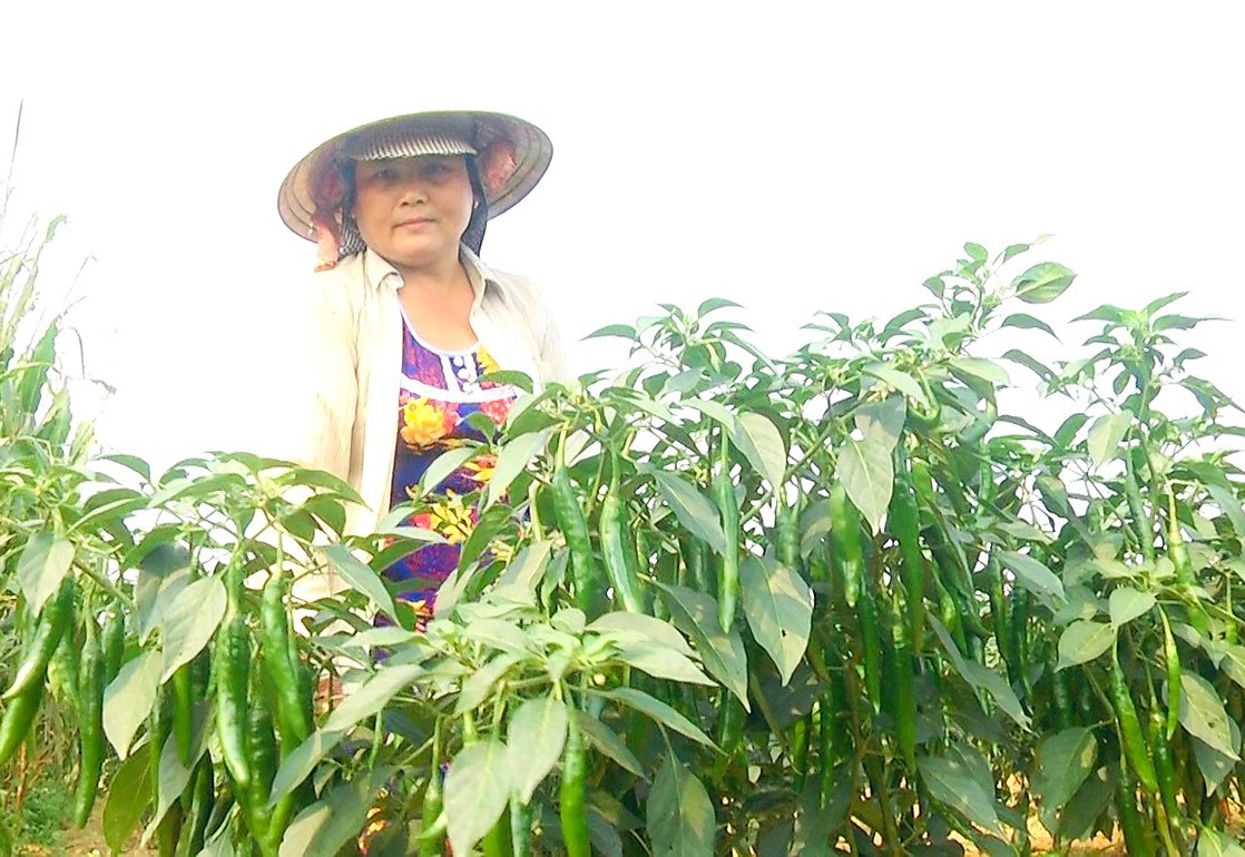 Nhiều mô hình sản xuất các loại cây trồng cạn chủ lực theo phương thức hàng hóa tập trung trên địa bàn xã Duy Châu cho hiệu quả kinh tế cao. Ảnh: N.T