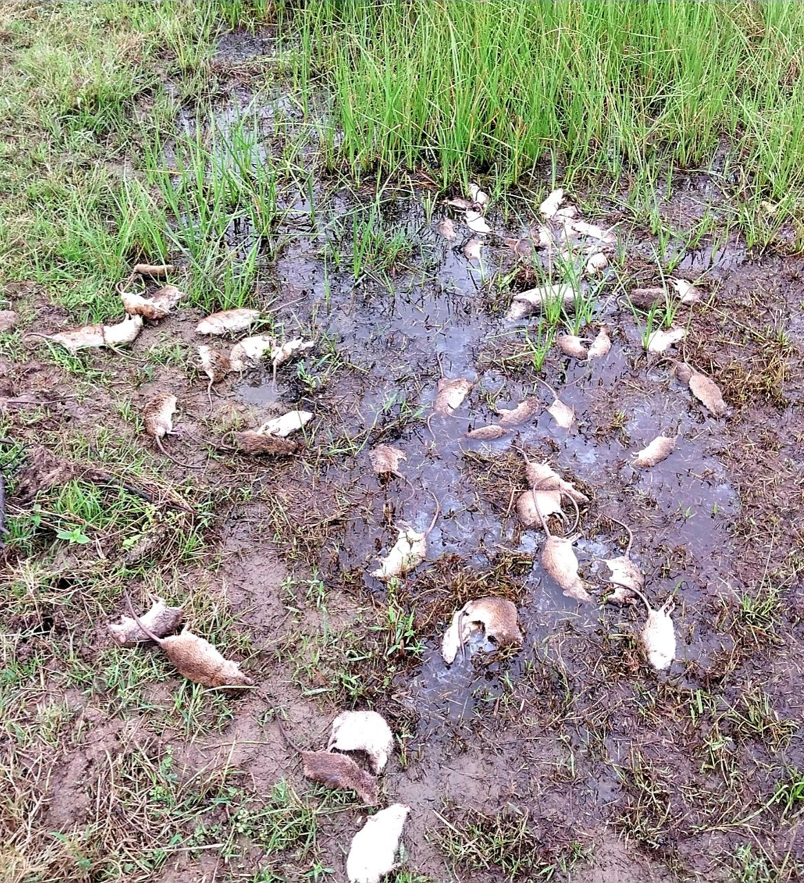 Thời gian qua, nông dân thị xã Điện Bàn đã diệt cả chục nghìn con chuột.  Ảnh: PV