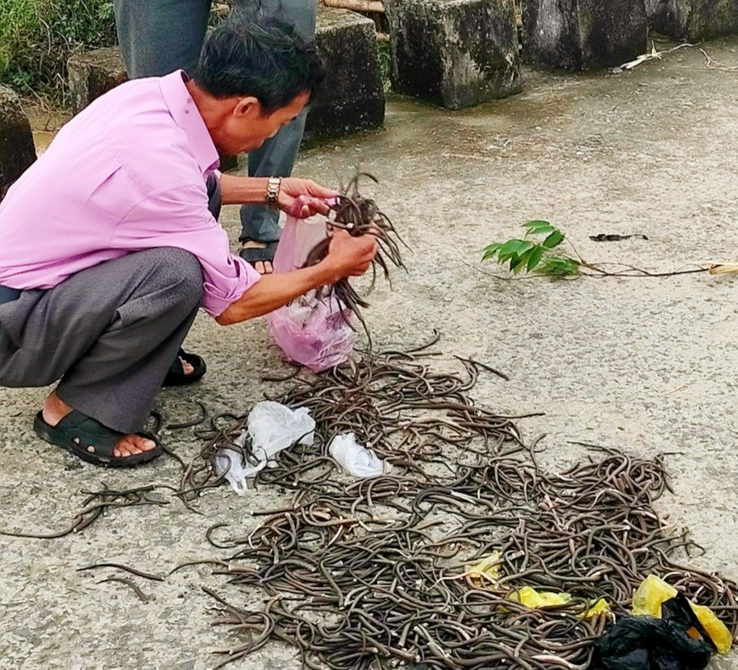 Chính quyền và các hợp tác xã nông nghiệp của xã Điện Phước (Điện Bàn) thu mua đuôi chuột với mức giá 3.000 đồng/cái để kịp thời khích lệ tinh thần nhân dân.   Ảnh: PV