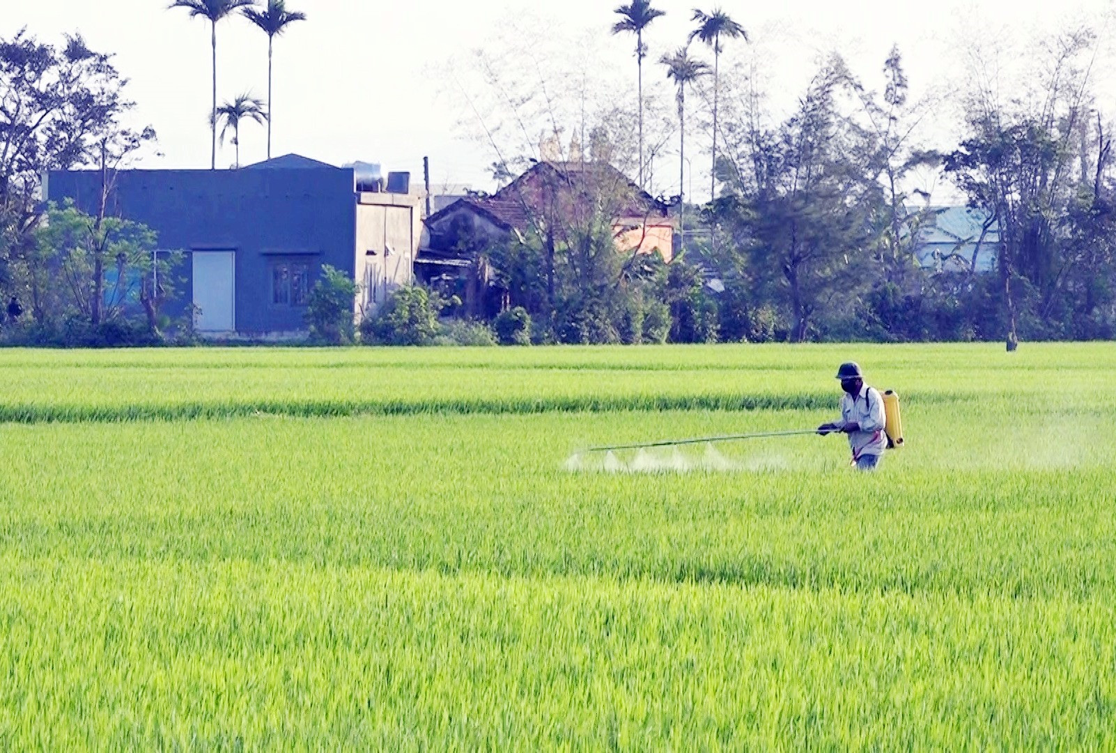 Nông dân Thăng Bình phun thuốc phòng trừ sâu bệnh gây hại lúa đông xuân 2022 – 2023. Ảnh: T.N