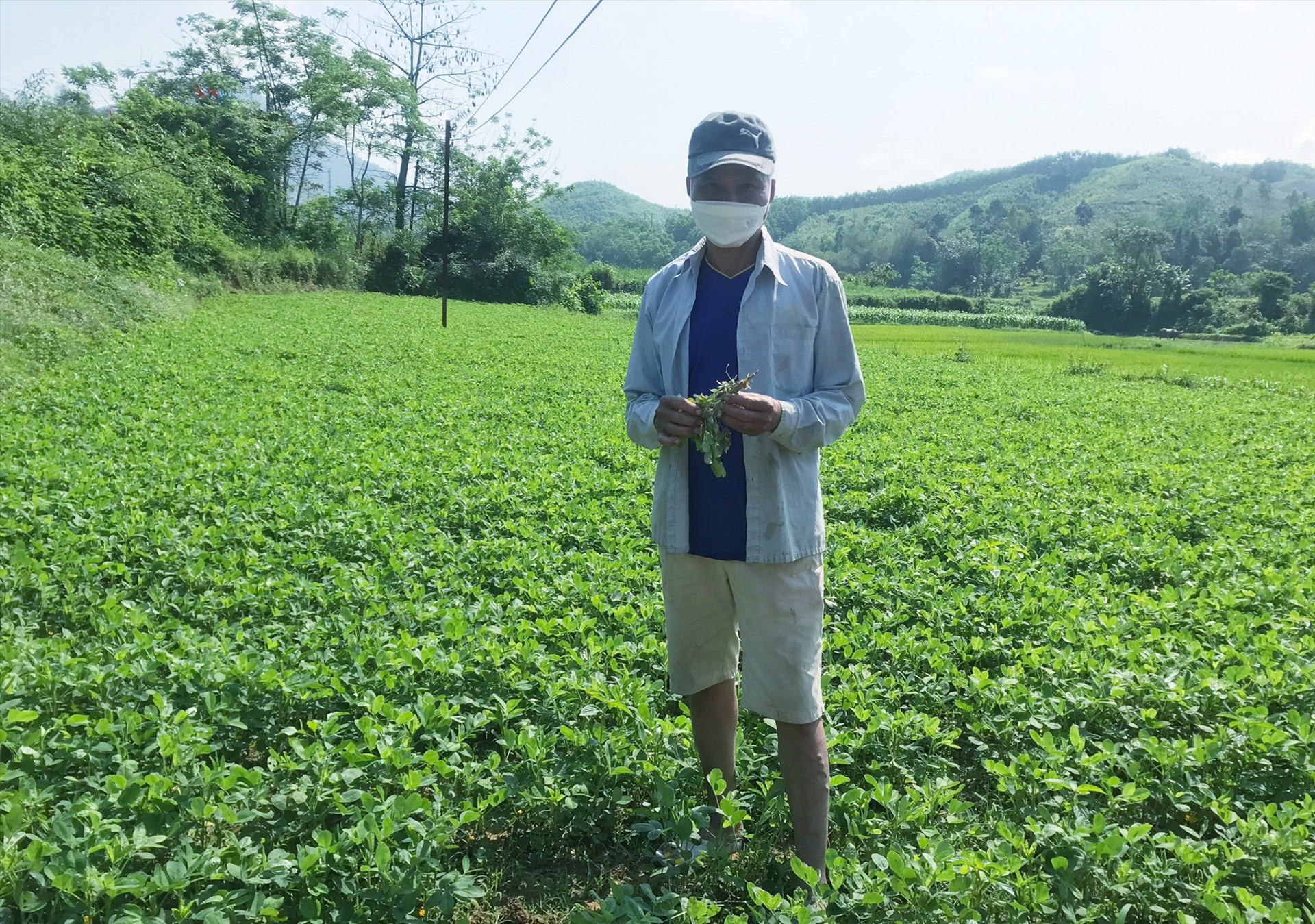 Nông dân xã Ninh Phước (huyện Nông Sơn) kiểm tra bệnh hại trên cây đậu phụng.  Ảnh: N.P