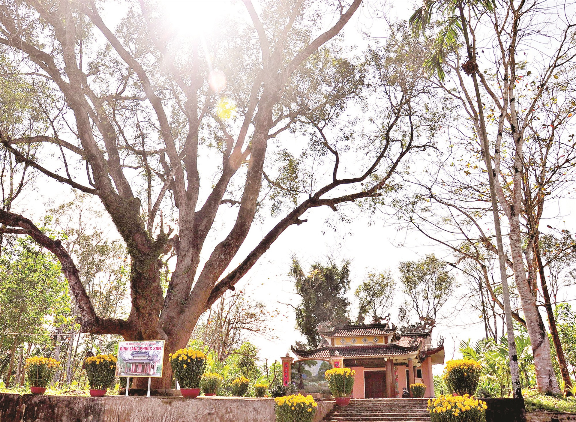 Nhiều cây cổ thụ trong khuôn viên đình làng Phước Sơn (huyện Hiệp Đức). Ảnh: VINH ANH