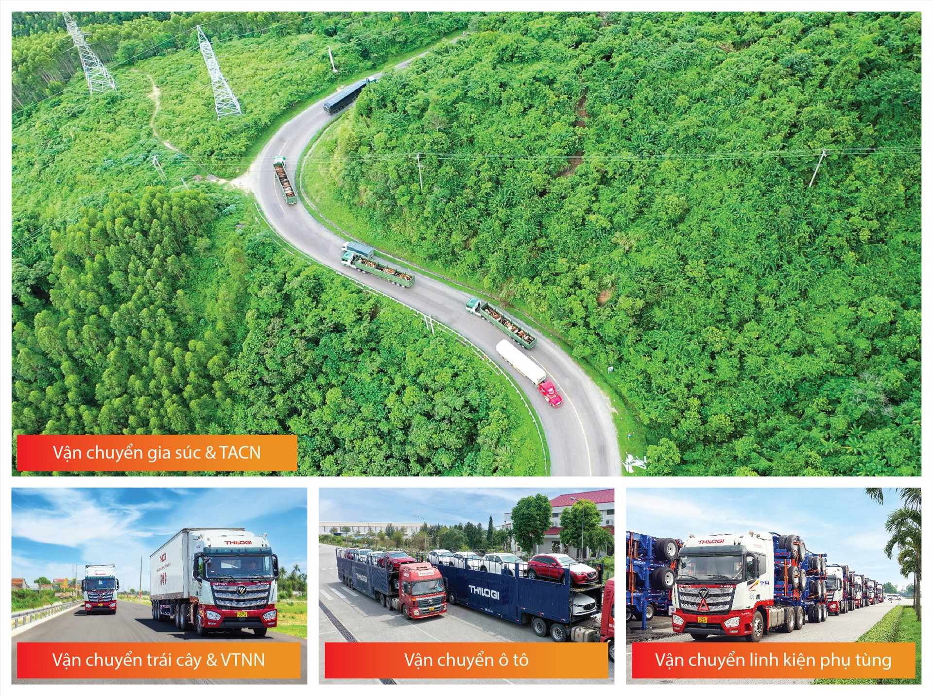 THILOGI sở hữu hơn 200 phương tiện vận tải đường bộ, cung ứng dịch vụ vận tải đường bộ nội địa và xuyên biên giới (Lào, Campuchia) vận chuyển ô tô, linh kiện phụ tùng, hàng hoá nông nghiệp như: trái cây, gia súc và vật tư nông nghiệp…