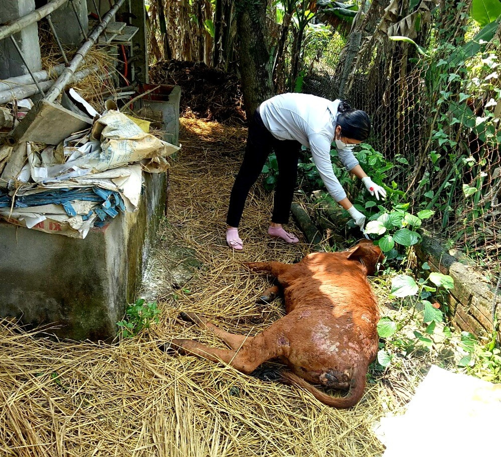 Cán bộ Trung tâm Kỹ thuật nông nghiệp Quế Sơn kiểm tra và lấy mẫu bệnh phẩm trên con bò bị chết của hộ bà Nguyễn Thị Thủy ở thôn Thắng Đông (xã Quế An).  Ảnh: CTV