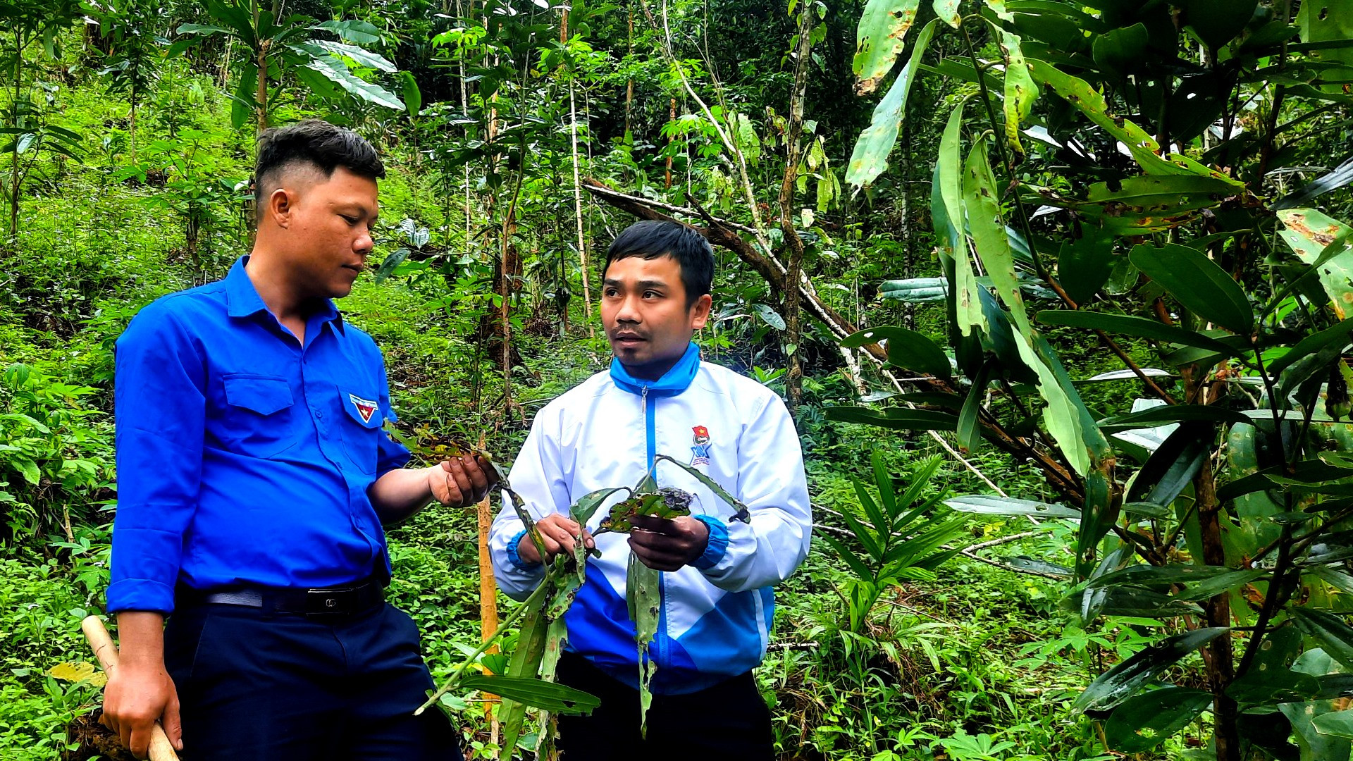 Anh Nguyễn Văn Nhất tham gia tập huấn kỹ thuật phòng trừ sâu bệnh trên cây Quế. Ảnh: THÁI CƯỜNG