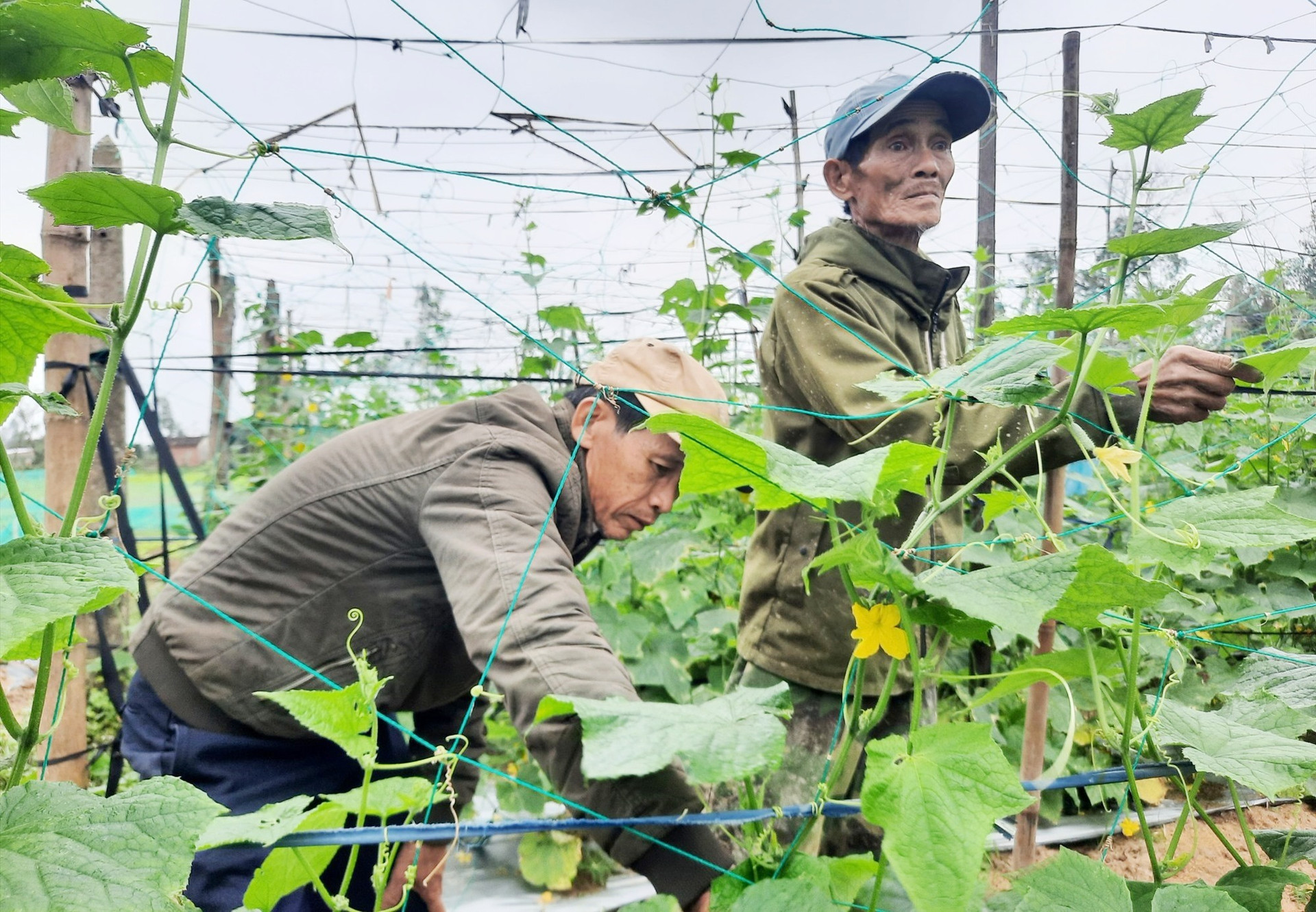 Quảng Nam phát triển nền nông nghiệp sinh thái theo hướng bền vững, hiện đại. Ảnh: N.P