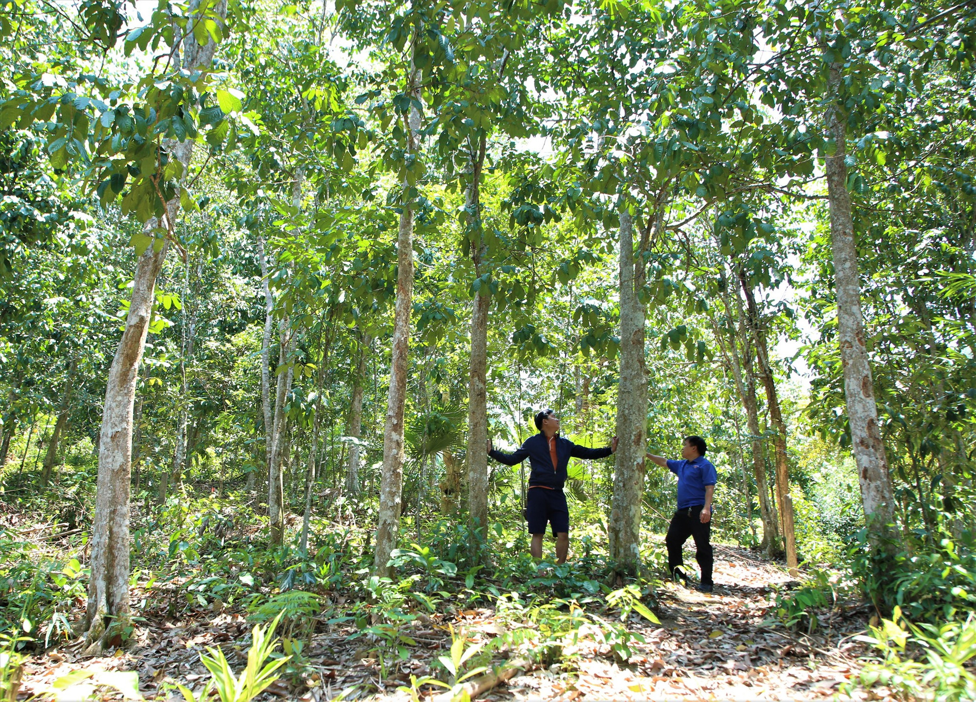 Nam Giang gắn diện tích trồng rừng gỗ lớn với cây bản địa, đem lại hiệu quả kinh tế cao. Ảnh: ALĂNG NGƯỚC