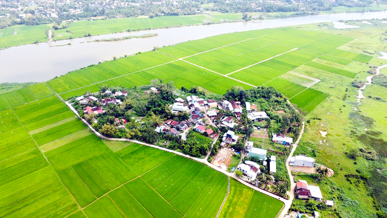 Làng Đoan Trai có phần đông dân số làm nghề nông từ bao đời. Ảnh: T.C