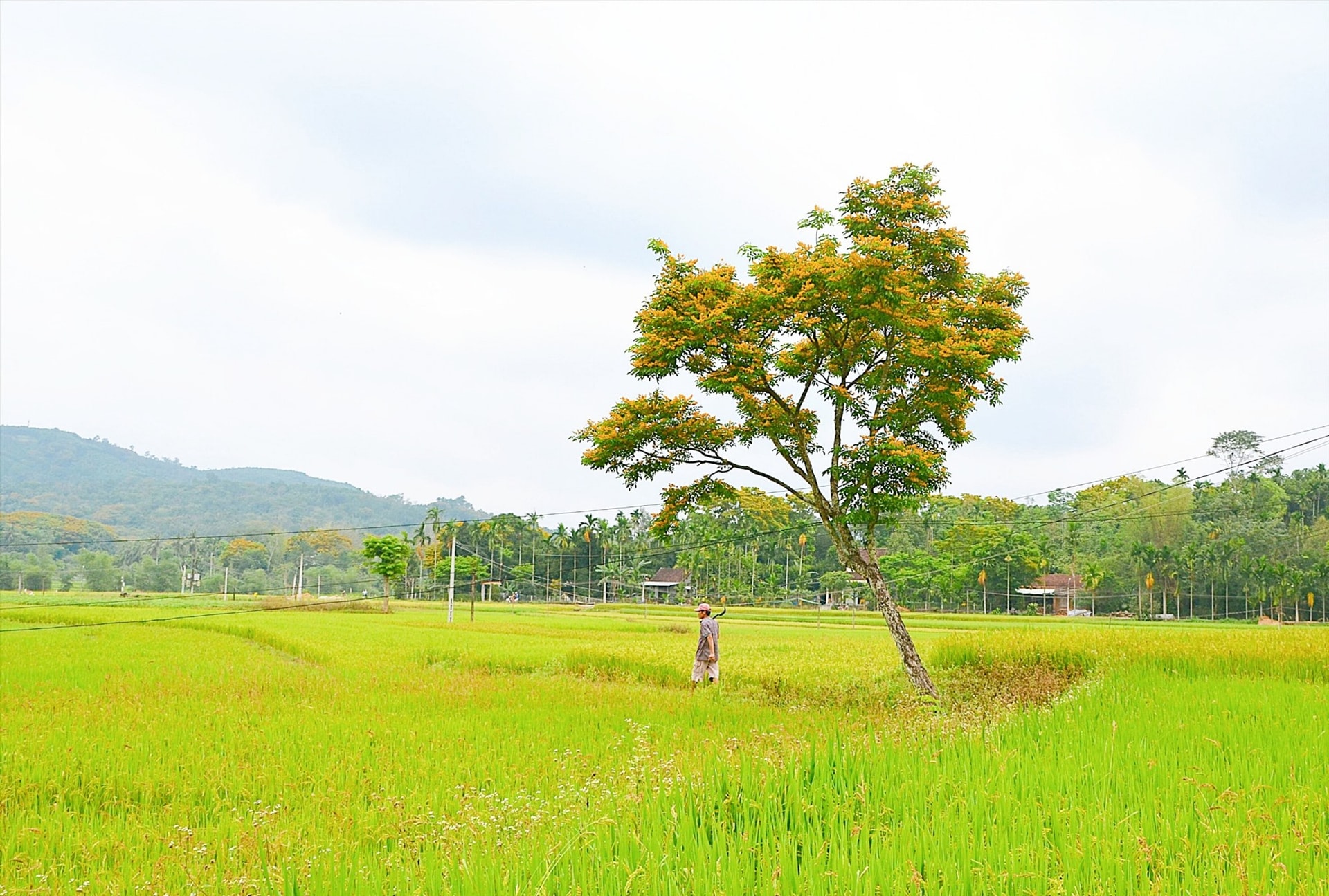 Bình yên vùng quê trung du xứ Tiên