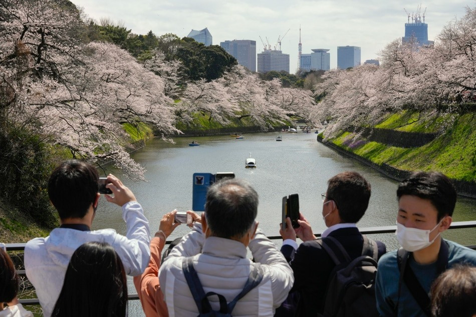 Du khách ngắm hoa anh đào tại Nhật Bản. Ảnh: EPA-EFE