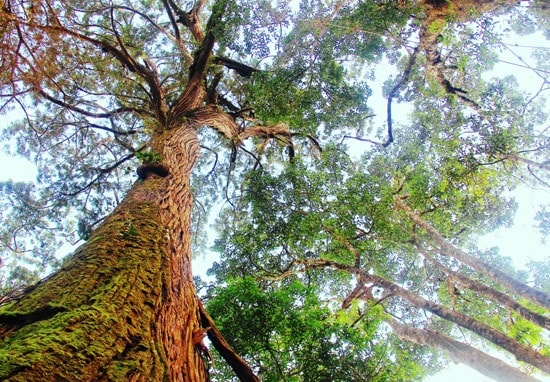 Fokienia trees