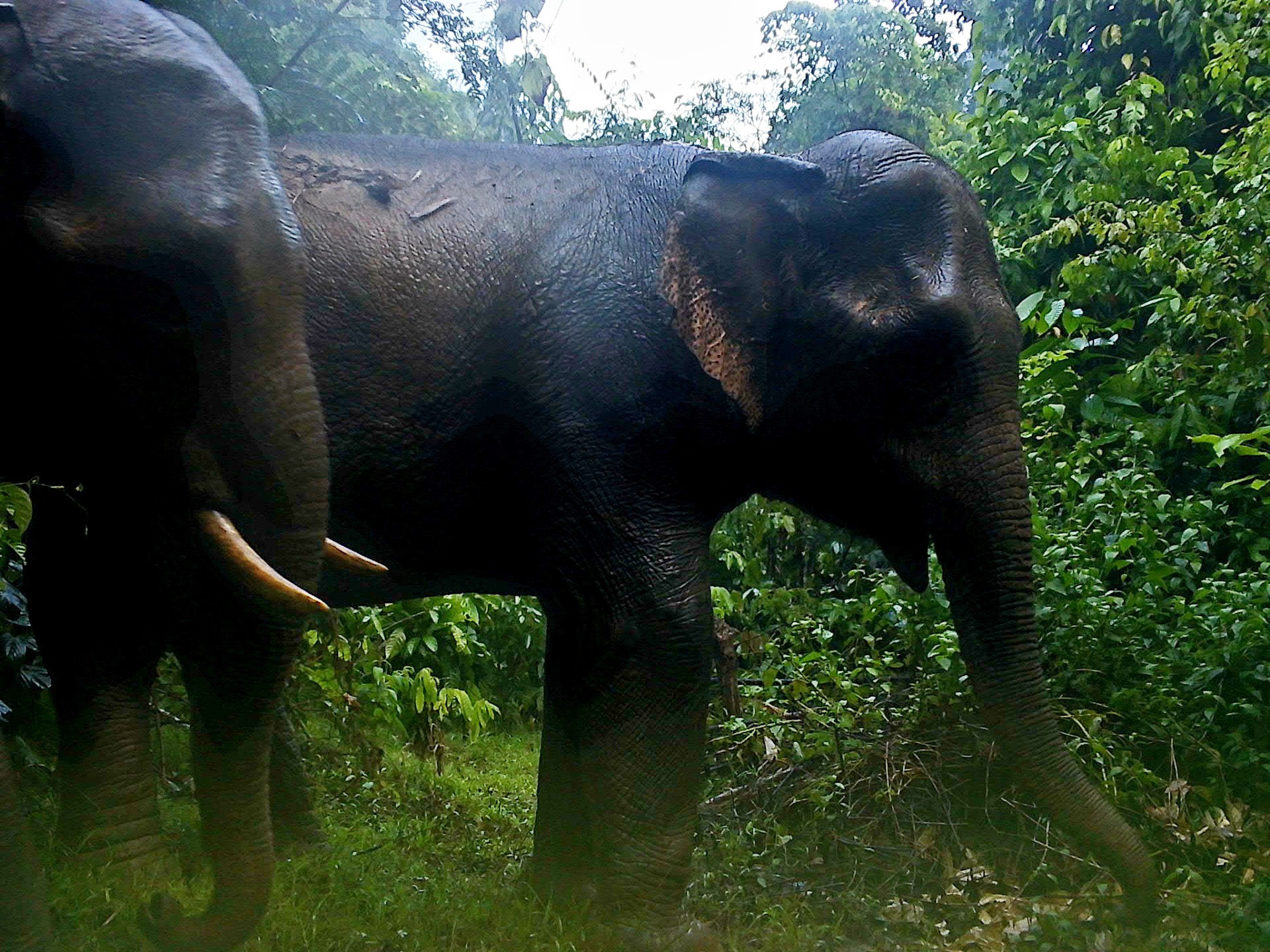 Dữ liệu thu được từ bẫy ảnh của Ban Quản lý Khu bảo tồn loài và sinh cảnh voi. Ảnh: CTV